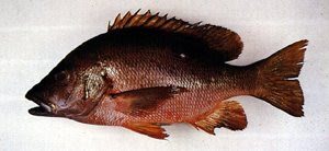 Image produk Ikan Bambangan, segar