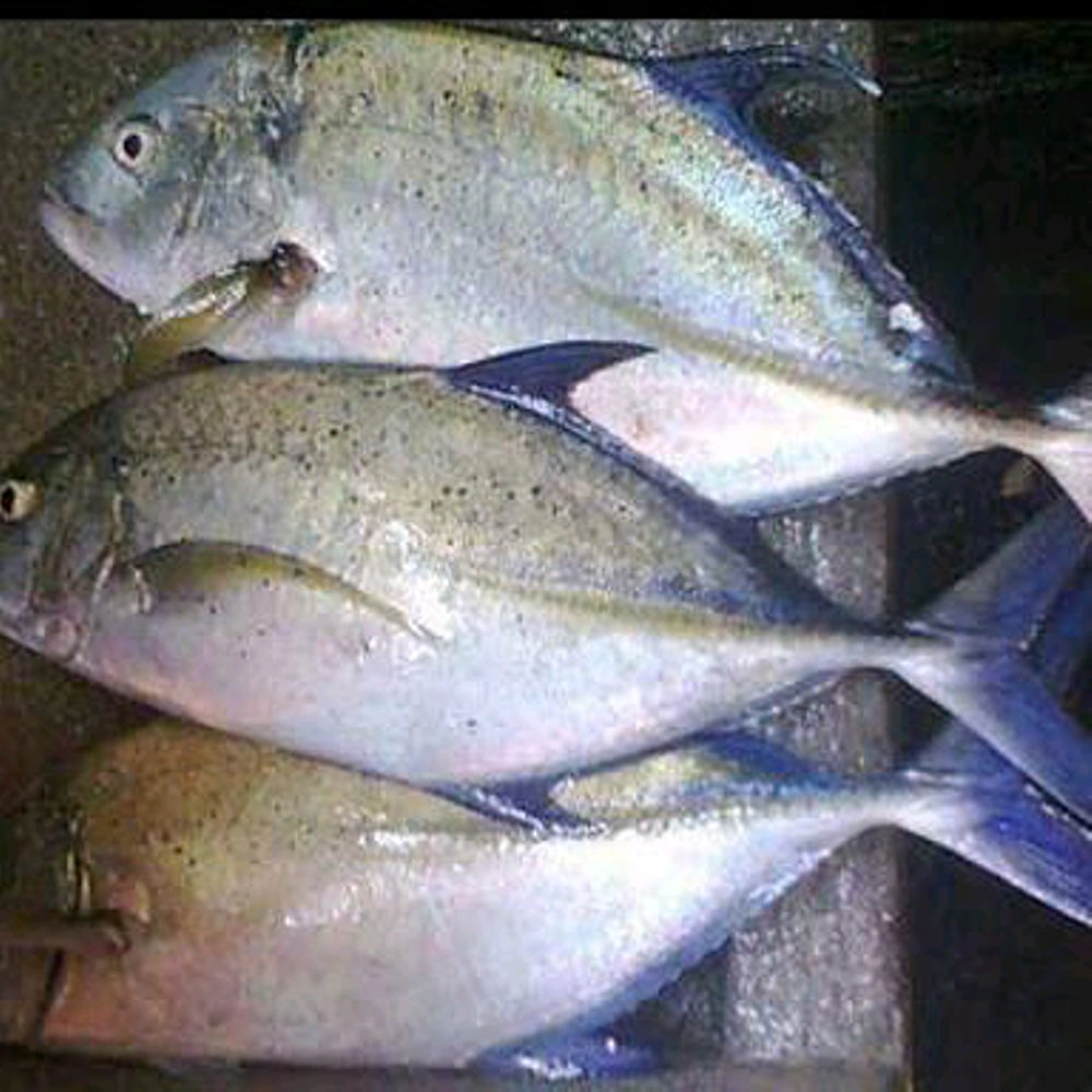 Image produk Ikan Baubara, segar