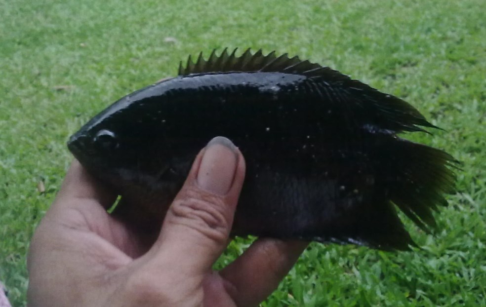 Image produk Ikan Kapar, segar