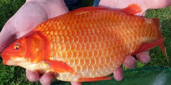 Image produk Ikan Mas, segar