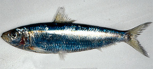 Image produk Ikan Tembang, segar