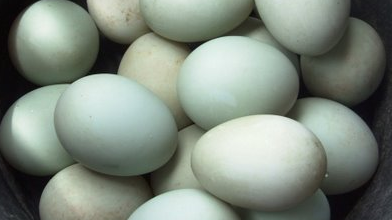 Image produk Telur bebek albino, segar