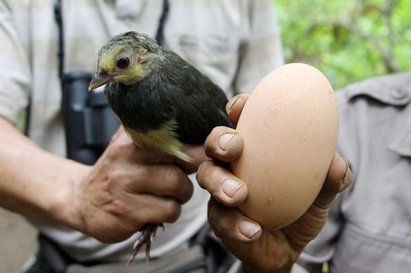 Image produk Telur burung maleo, segar