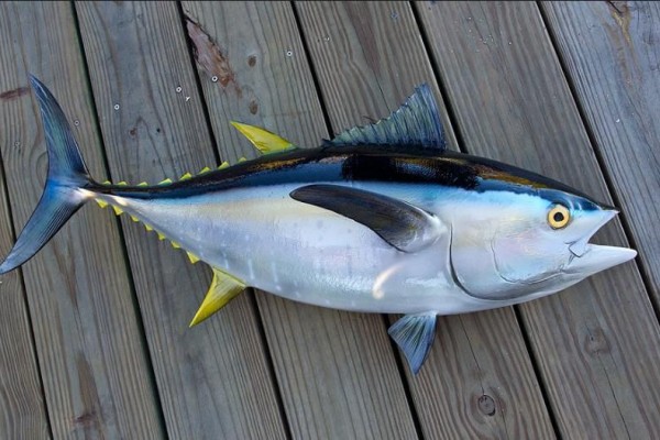 Image produk Ikan tuna