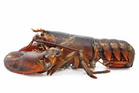 Image produk Lobster