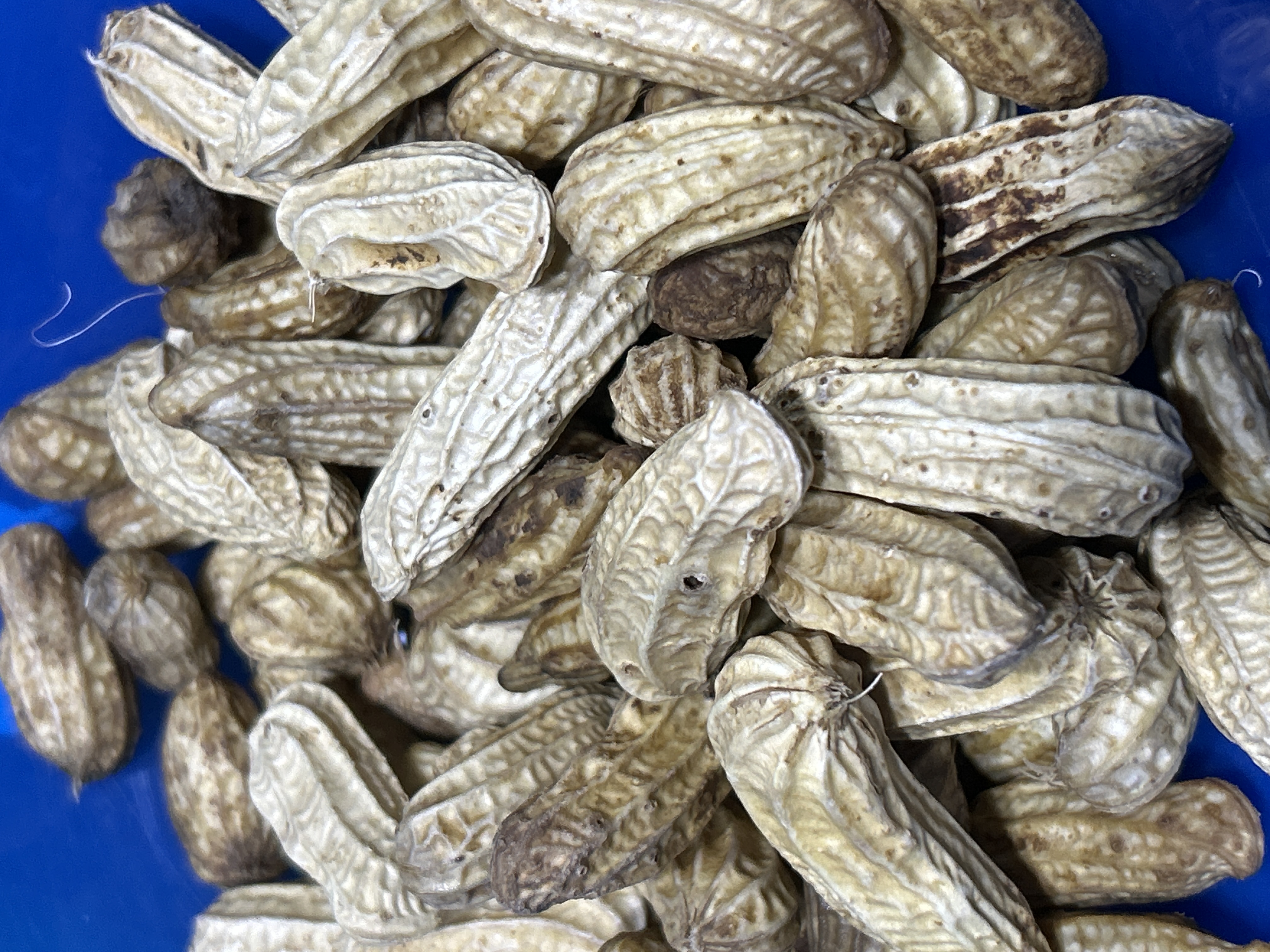 Image produk Kacang tanah rebus dengan kulit