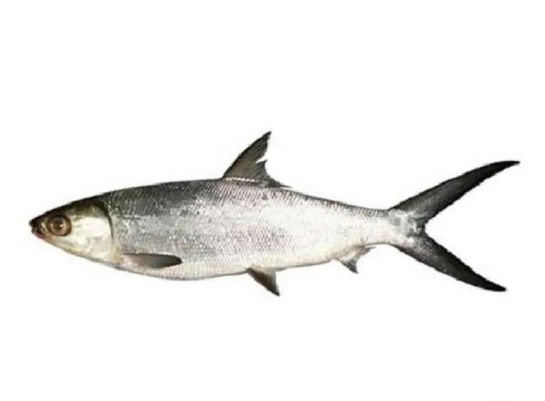Image produk Ikan Bandeng, segar